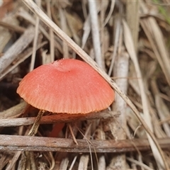 Unidentified Cap on a stem; gills below cap [mushrooms or mushroom-like] at Diggers Camp, NSW - 21 Jan 2025 by Topwood