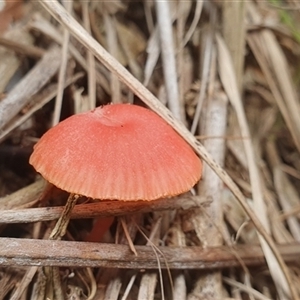 Unidentified Cap on a stem; gills below cap [mushrooms or mushroom-like] at Diggers Camp, NSW by Topwood