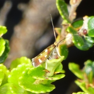 Unidentified Moth (Lepidoptera) at Southwest, TAS by VanessaC