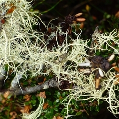 Usnea sp. (genus) (Bearded lichen) at Southwest, TAS - 19 Jan 2025 by VanessaC