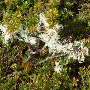 Usnea sp. (genus) at Southwest, TAS - 19 Jan 2025 02:33 PM