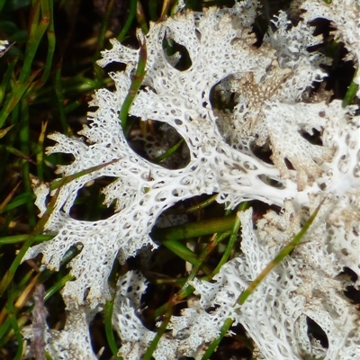 Unidentified Lichen at Southwest, TAS - 19 Jan 2025 by VanessaC