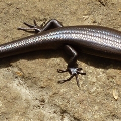 Unidentified Skink at Southwest, TAS - 19 Jan 2025 by VanessaC