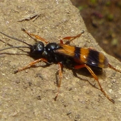 Sphictostethus (Genus) (Tarantula-hawk Wasp) at Southwest, TAS - 19 Jan 2025 by VanessaC