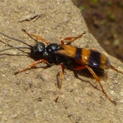 Unidentified Wasp (Hymenoptera, Apocrita) at Southwest, TAS - 19 Jan 2025 by VanessaC