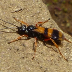 Unidentified Wasp (Hymenoptera, Apocrita) at Southwest, TAS by VanessaC