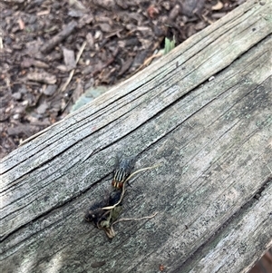 Sarcophagidae (family) (Unidentified flesh fly) at Theodore, ACT by IHendy01