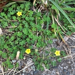 Oxalis sp. (Wood Sorrel) at Theodore, ACT - 21 Jan 2025 by IHendy01