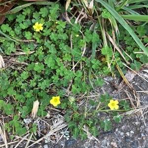 Oxalis sp. at Theodore, ACT - suppressed