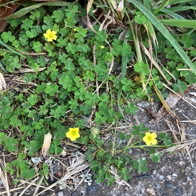 Oxalis sp. (Wood Sorrel) at Theodore, ACT - 21 Jan 2025 by IHendy01