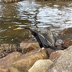 Anhinga novaehollandiae (Australasian Darter) at Dunbogan, NSW - 21 Jan 2025 by LPW