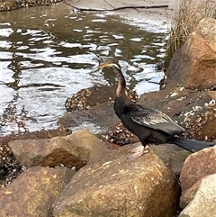 Anhinga novaehollandiae at Dunbogan, NSW - 21 Jan 2025 06:32 PM