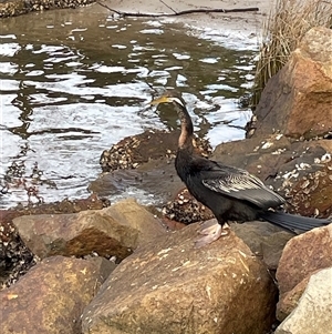 Anhinga novaehollandiae at Dunbogan, NSW - 21 Jan 2025 06:32 PM