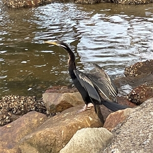 Anhinga novaehollandiae at Dunbogan, NSW - 21 Jan 2025