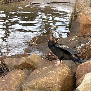 Anhinga novaehollandiae at Dunbogan, NSW - 21 Jan 2025 06:32 PM