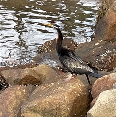 Anhinga novaehollandiae at Dunbogan, NSW - 21 Jan 2025