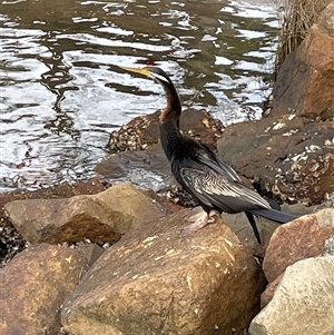 Anhinga novaehollandiae at Dunbogan, NSW - 21 Jan 2025