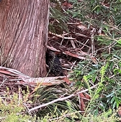 Tachyglossus aculeatus (Short-beaked Echidna) at Dunbogan, NSW - 21 Jan 2025 by LPW