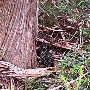 Tachyglossus aculeatus at Dunbogan, NSW - 21 Jan 2025 07:54 PM