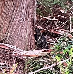 Tachyglossus aculeatus at Dunbogan, NSW - 21 Jan 2025