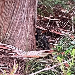 Tachyglossus aculeatus at Dunbogan, NSW - 21 Jan 2025 07:54 PM