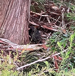 Tachyglossus aculeatus at Dunbogan, NSW - 21 Jan 2025