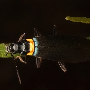 Chauliognathus lugubris (Plague Soldier Beetle) at Ainslie, ACT by jb2602