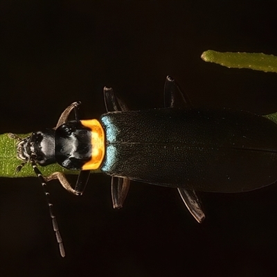 Chauliognathus lugubris (Plague Soldier Beetle) at Ainslie, ACT - 18 Jan 2025 by jb2602