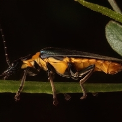 Chauliognathus lugubris at Ainslie, ACT - 18 Jan 2025