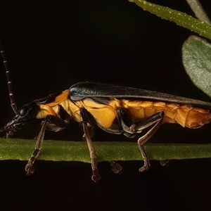 Chauliognathus lugubris at Ainslie, ACT - 18 Jan 2025