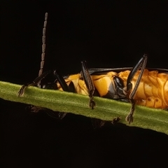 Chauliognathus lugubris at Ainslie, ACT - 18 Jan 2025