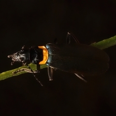 Chauliognathus lugubris at Ainslie, ACT - 18 Jan 2025