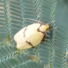 Unidentified Concealer moth (Oecophoridae) at West Hobart, TAS - 21 Jan 2025 by VanessaC