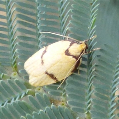 Unidentified Concealer moth (Oecophoridae) at West Hobart, TAS - 21 Jan 2025 by VanessaC