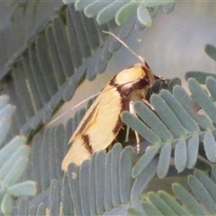 Pedois humerana at West Hobart, TAS - 21 Jan 2025 04:45 PM