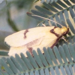 Pedois humerana at West Hobart, TAS - 21 Jan 2025 04:45 PM