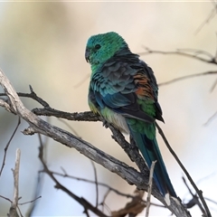 Psephotus haematonotus (Red-rumped Parrot) at Kenny, ACT - 17 Jan 2025 by jb2602