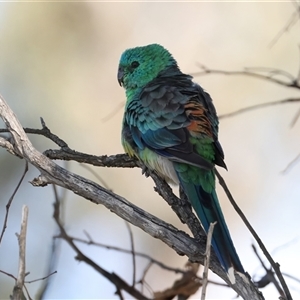 Psephotus haematonotus (Red-rumped Parrot) at Kenny, ACT by jb2602