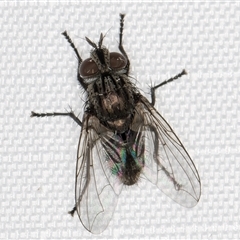 Unverified True fly (Diptera) at Melba, ACT - 17 Jan 2025 by kasiaaus