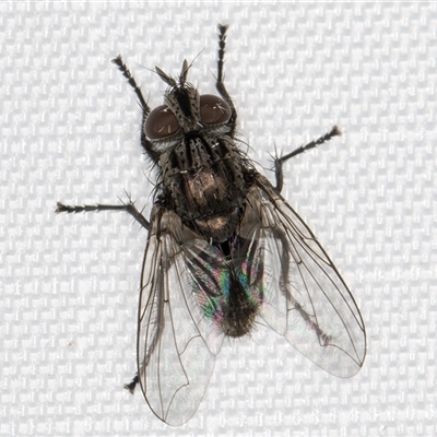 Unverified True fly (Diptera) at Melba, ACT - 17 Jan 2025 by kasiaaus