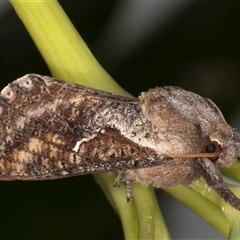 Elhamma australasiae (A Swift or Ghost moth (Hepialidae)) at Melba, ACT - 17 Jan 2025 by kasiaaus