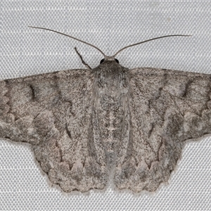 Crypsiphona ocultaria (Red-lined Looper Moth) at Melba, ACT by kasiaaus