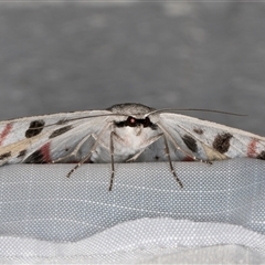 Crypsiphona ocultaria at Melba, ACT - 17 Jan 2025 11:08 PM