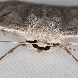 Crypsiphona ocultaria at Melba, ACT - 17 Jan 2025 11:08 PM