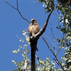 Falco berigora (Brown Falcon) at Uriarra Village, ACT - 21 Jan 2025 by richardm