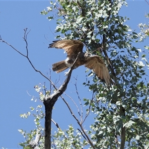 Falco berigora at Uriarra Village, ACT - 21 Jan 2025