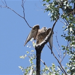 Falco berigora at Uriarra Village, ACT - 21 Jan 2025 10:25 AM
