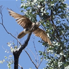 Falco berigora at Uriarra Village, ACT - 21 Jan 2025 10:25 AM
