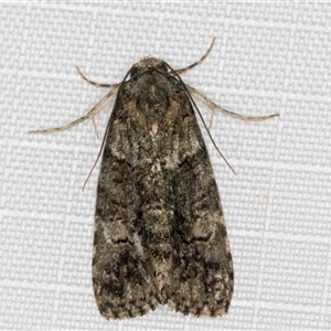 Unidentified Noctuoid moth (except Arctiinae) at Melba, ACT by kasiaaus