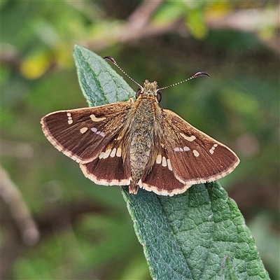 Dispar compacta (Barred Skipper) at Braidwood, NSW - 21 Jan 2025 by MatthewFrawley